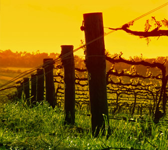 Sonoma County's Wine Country vineyards